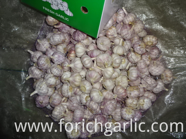 Fresh Regular Garlic Crop 2019